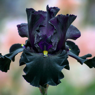 Jinx Bearded Iris Seeds